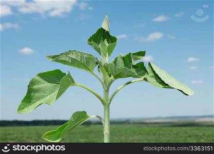Young sunflower plant on the background of the field and bluish sky
