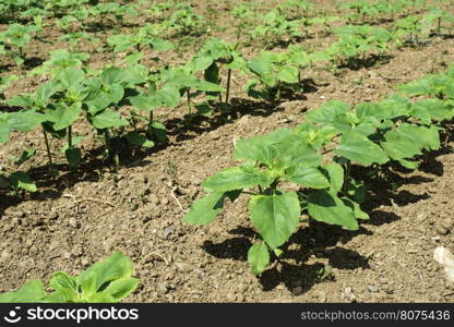 Young sunflower plantations. Sun light