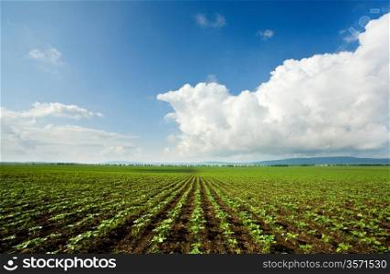 Young sunflower plants in the field, agricultural background.