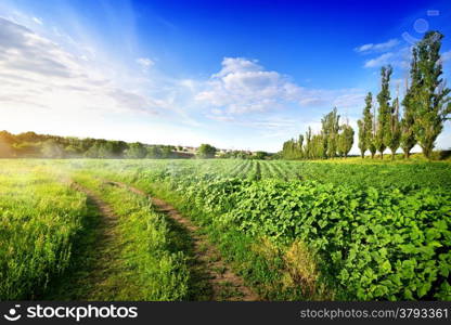 Young sunflowers and country road at sunset