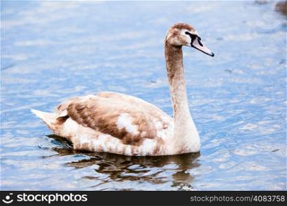 Young Swan. Portrait of a young swan