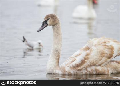 Young swan swims on a winter river