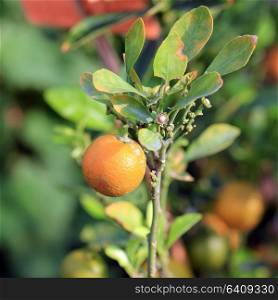 young sweet oranges on the orange tree
