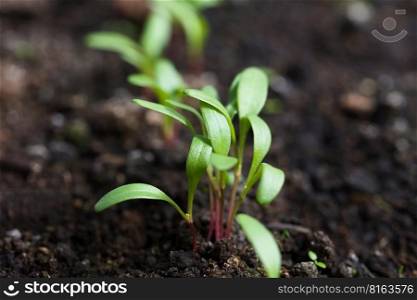 Young Swiss chard or mangold seedlings or sprouts in row in black soil  Very Shallow Depth of Field, Focus on parts of some leaves in the front . Young Swiss Chard Seedlings or Sprouts