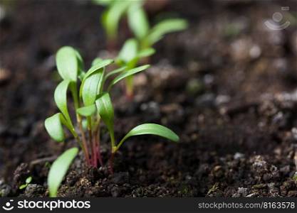 Young Swiss chard or mangold seedlings or sprouts in row in black soil, copy space on the side  Very Shallow Depth of Field, Focus on parts of some leaves in the front . Young Swiss Chard Seedlings or Sprouts