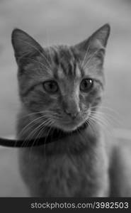 Young Tabby Cat close-up Portrait from above