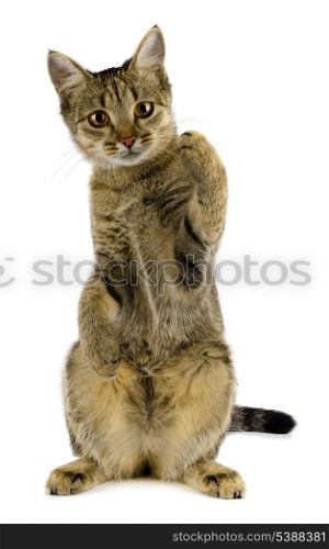 Young tabby cat isolated on white