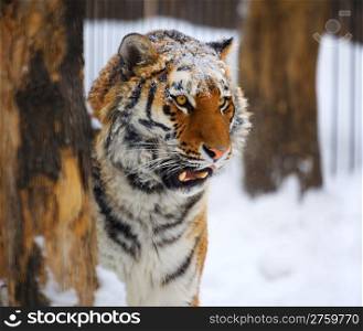 Young tiger portrait. Novosibirsk ZOO