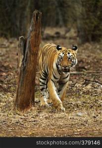 Young tigress, Telia Sisters, Panthera tigris, Tadoba, Maharashtra, India. Young tigress, Telia Sisters, Panthera tigris, Tadoba, Maharashtra, India.