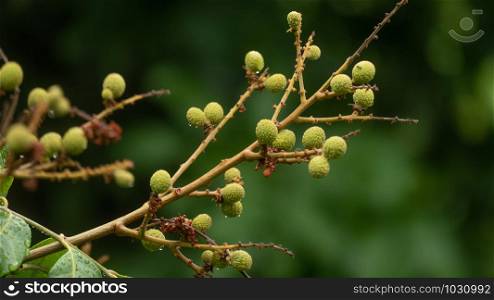 Young tiny longan on a branch