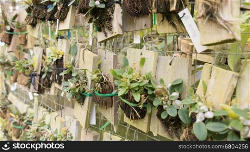 young tissue culture plant growing on wood board in agriculture orchid farm