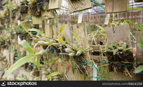 young tissue culture plant growing on wood board in agriculture orchid farm