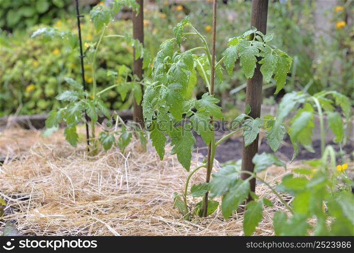 young tomato plant growing in a vegetable garden whose soil has been covered with straw
