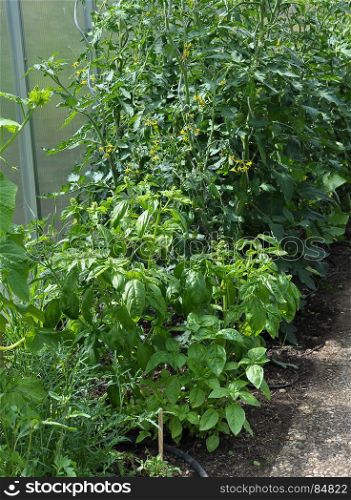 Young tomato plants and basil in green house