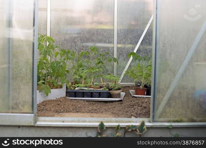 Young tomato plants in a greenhouse