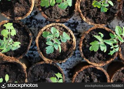 Young tomato seedling sprouts in the peat pots. Gardening concept.