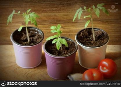 Young tomato seedlings growing in pots on wooden backdround. Gardening concept.. Young tomato seedlings growing in pots on wooden backdround. Gardening concept