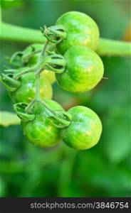Young tomatoes hanging on tree