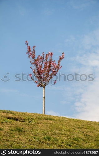 Young tree blooming in flowers in a garden