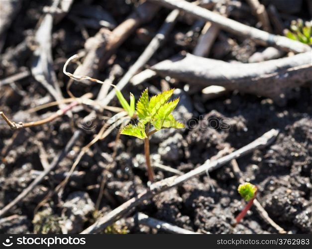 young tree sprout in black earth close up in spring