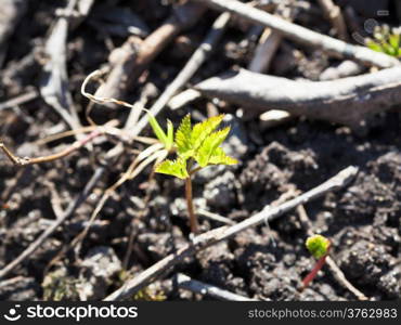 young tree sprout in black earth close up in spring