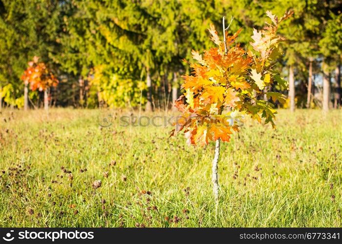 Young tree turning in vibrant autumn colors