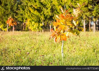 Young tree turning in vibrant autumn colors