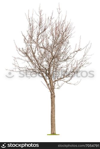 Young tree with buds at early spring isolated on white background.Concept life revival and spring.