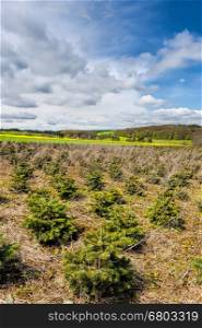 Young Trees in the Nursery for Growing Spruce for Christmas in Belgium