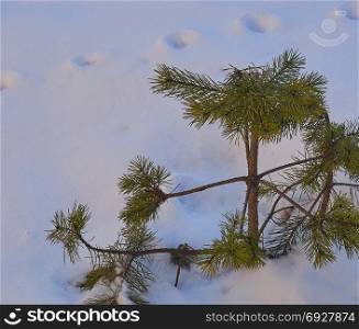 Young trees on a snow-covered field. Small trees under the snow
