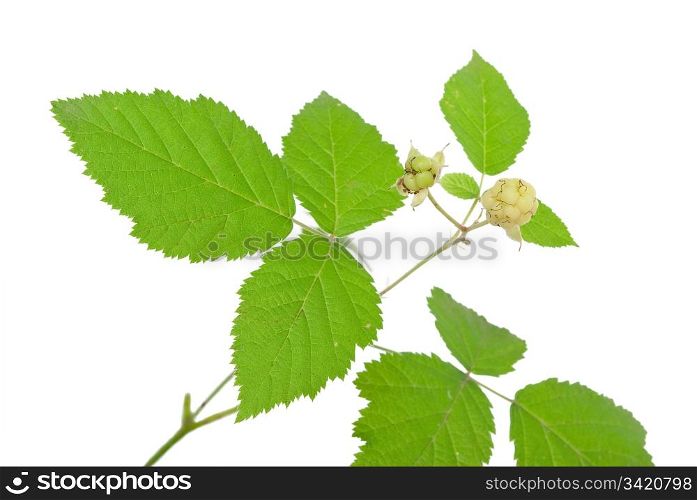 Young unripe blackberries