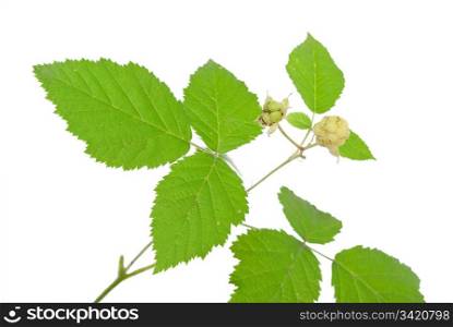 Young unripe blackberries