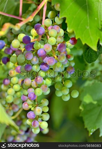young unripe grapes in garden