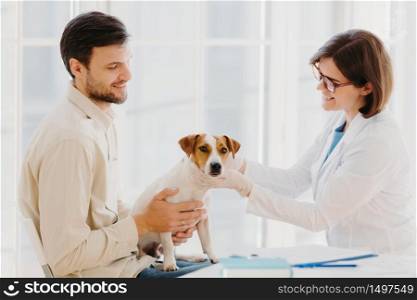 Young veteranian woman examines jack russel terrier dog, works in animal clinic, talks with male owner, pose indoor. Pedigree dog examined by professional vet. Medical examination for animals