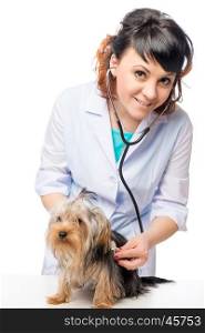 young veterinarian listens to the heartbeat of the dog on a white background