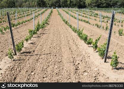 Young vines in rows