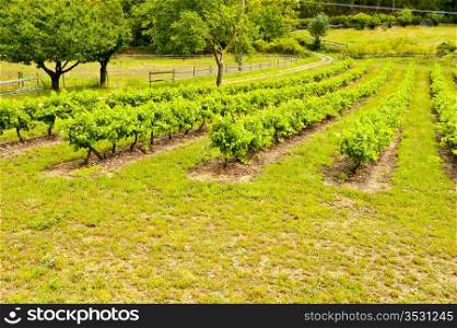 Young Vineyard in Southern France, Region Rhone-Alpes