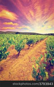 Young Vineyard in Southern France, Sunset, Retro Effect