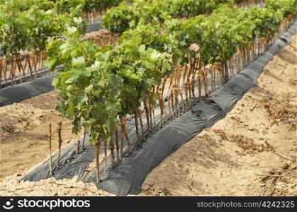 Young Vineyards in rows. Seedlings vines.Graft of the vines.