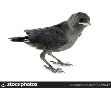 young Western jackdaw in front of white background