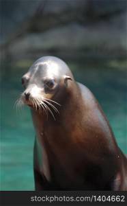 Young wet sea lion with a slick smooth coat.