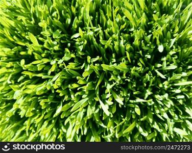 Young wheat. Green grass. Top view Stock phototograhy. Young wheat. Green grass. Top view. Stock photo.