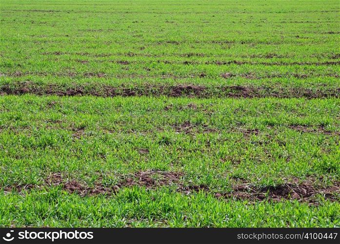Young wheat on a field with sunlight passing through leaves.