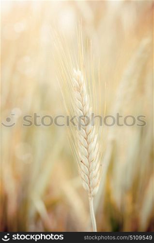 Young wheat plants growing in the countryside
