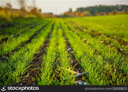 Young wheat seedlings growing in a field. Young green wheat growing in soil. Agricultural crops.. Young wheat seedlings grow in a field growing in the soil.