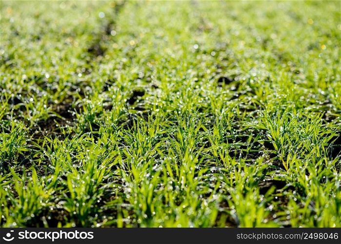 Young wheat sprouts in morning dew on field closeup