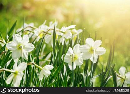 Young white daffodils in garden. Spring flowers in sun. Abstract natural background. Happy easter.. Young white daffodils in garden. Spring flowers in the sun. Abstract natural background. Happy easter.