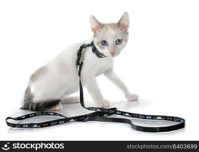 young white kitten in front of white background