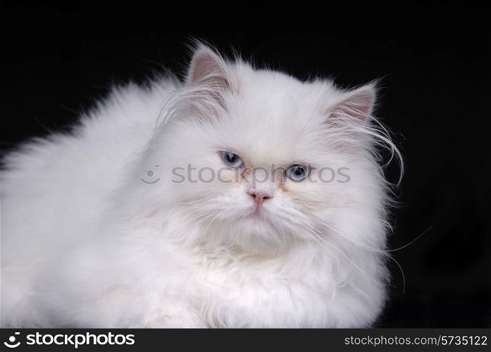 young white kitten isolated on black background