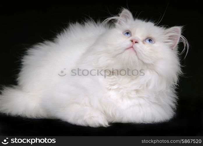 young white kitten isolated on black background